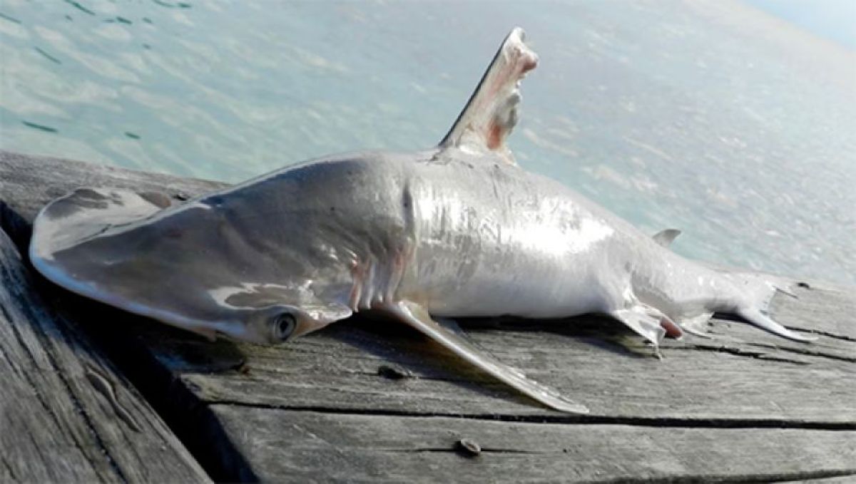 新種のシュモクザメが発見される。ハンマーというよりショベル型