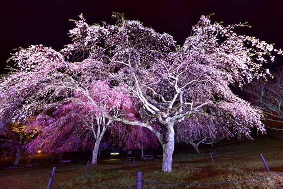 さくらの里の桜【伊豆高原】 | 熱海温泉 湯の宿 平鶴（ひらつる）