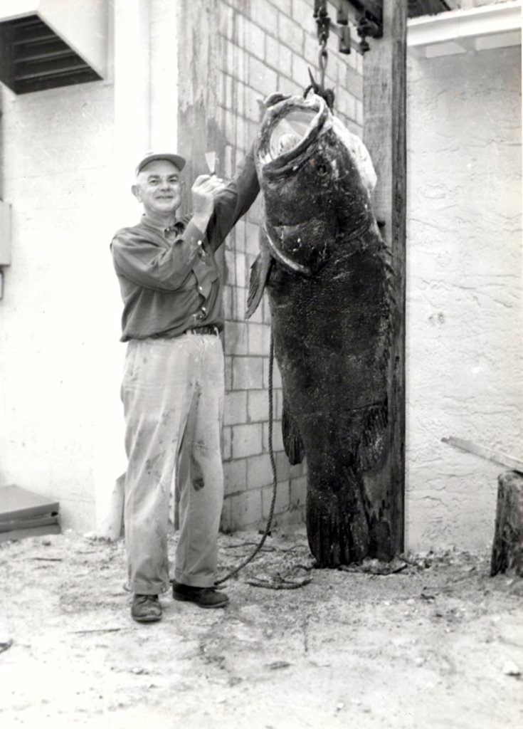 Goliath Grouper, an Historic and Easy Kill, Ready to Happen Again