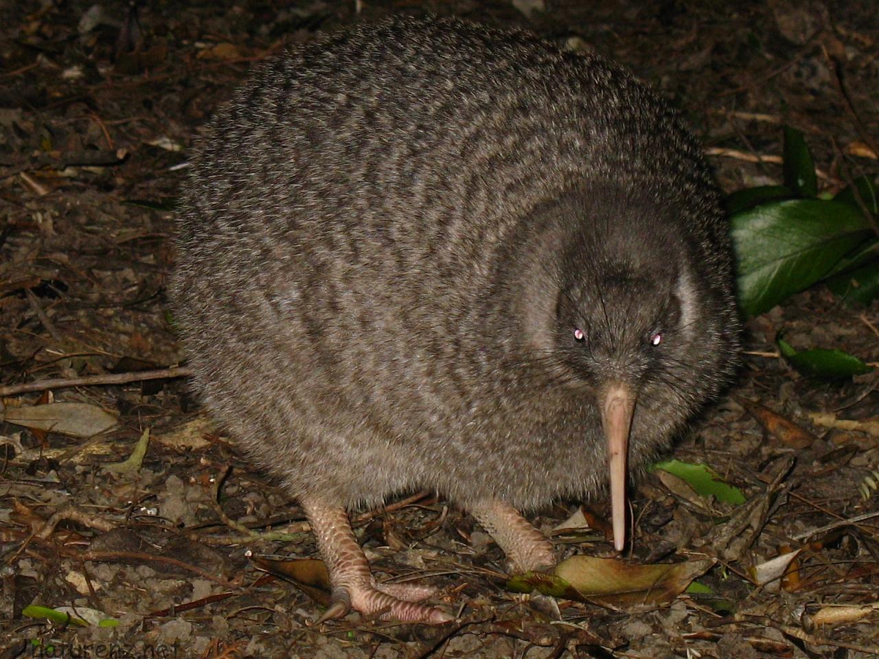 野生のキーウィに会うのは一苦労！キーウィ探索に6日もかかった話