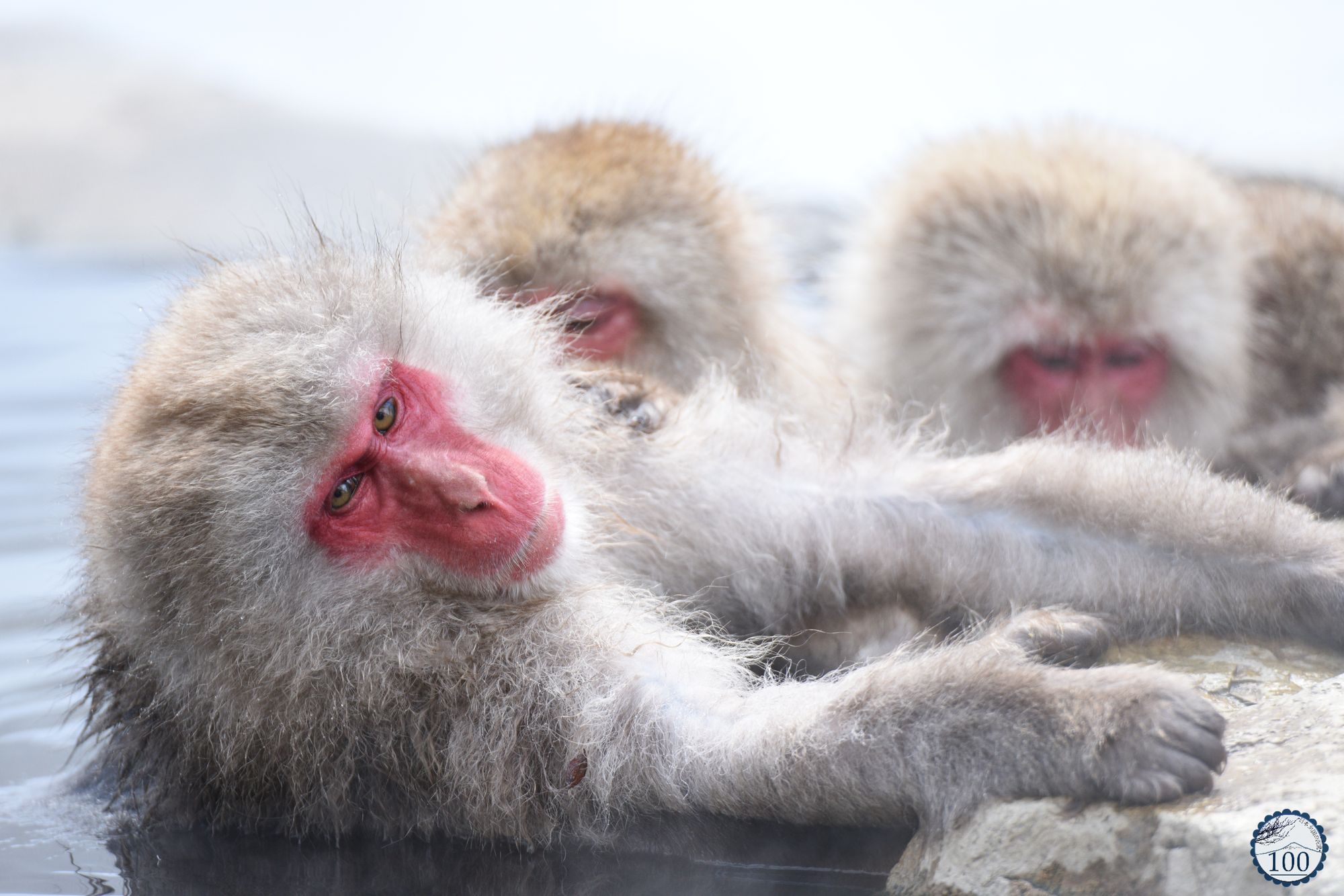 Hell Valley, the onsen monkeys' paradise in Nagano - Nippon100