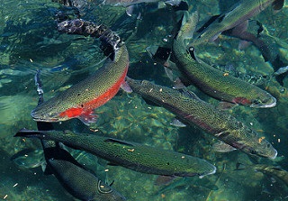 SHIMANO(シマノ)社のトラウトロッドを購入。TROUT ONE XT 56SUL