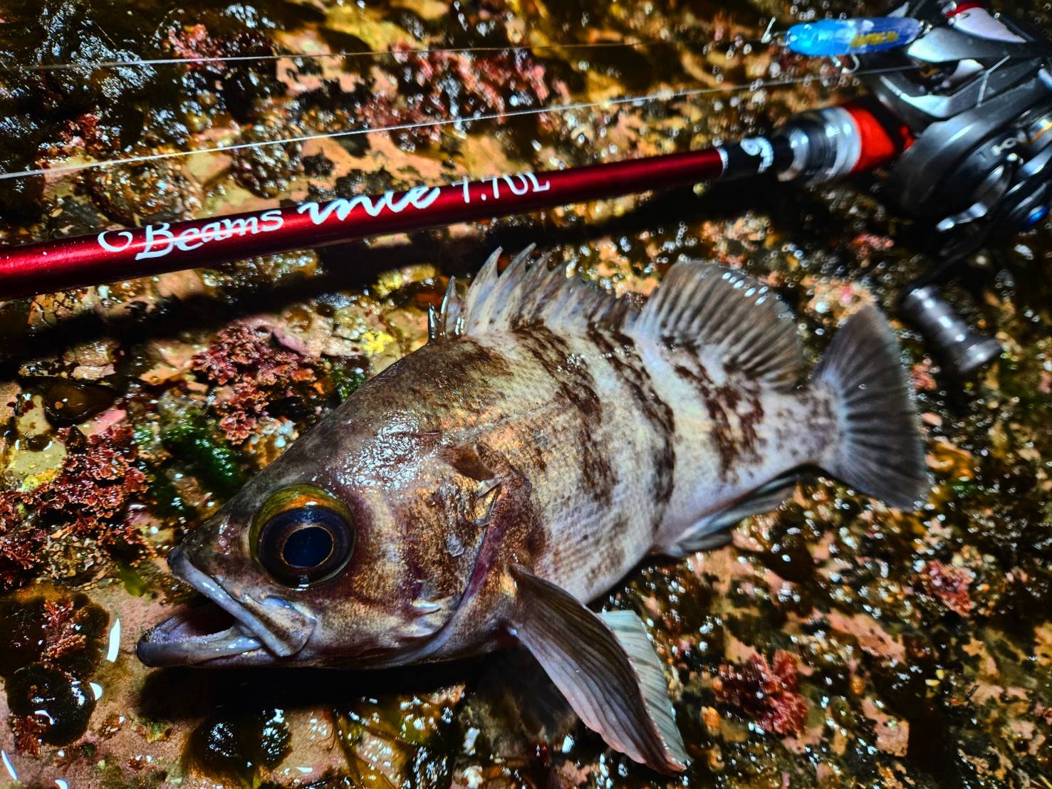 全国の港を楽しみ尽くす！？超々バーサタイルなライトSWゲームロッド