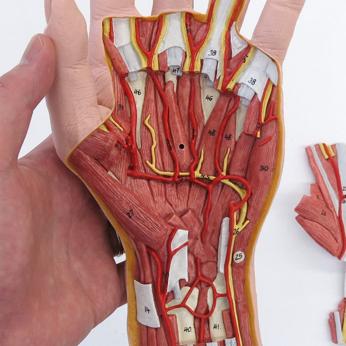 人体模型 手の構造