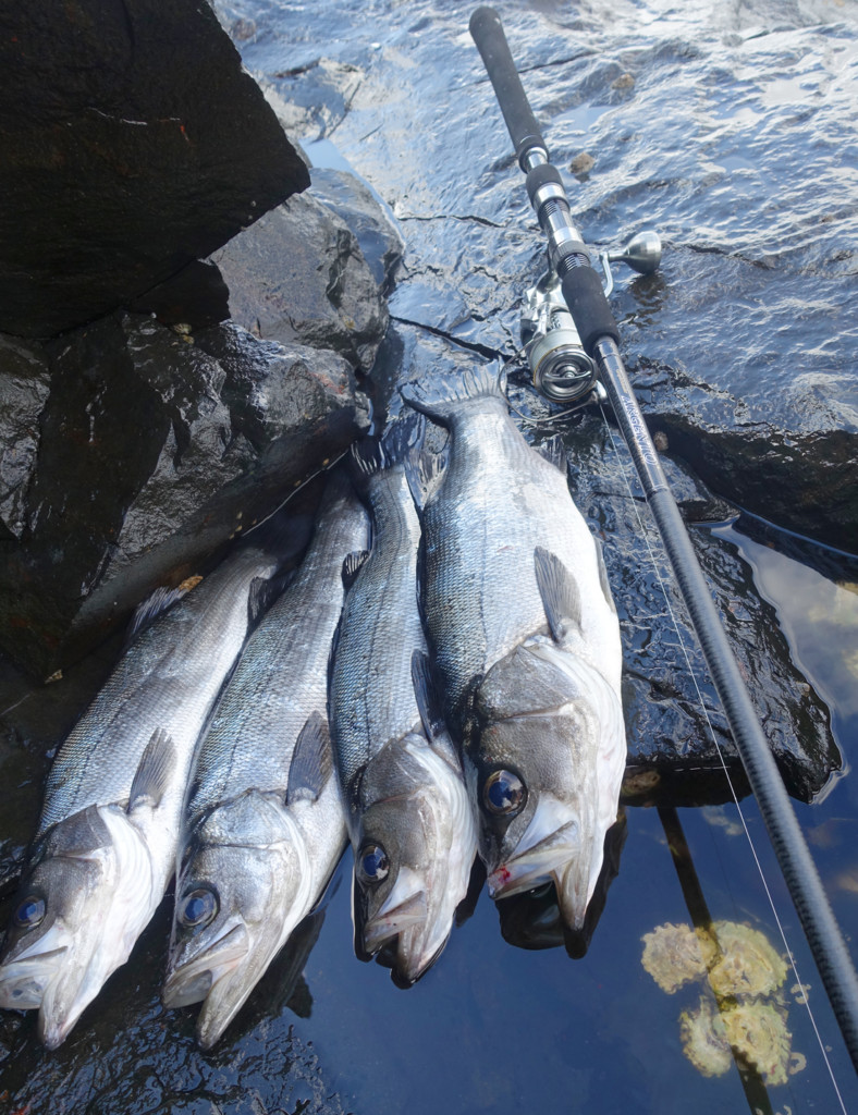 入手困難】オリムピック 24ヴェントプロトタイプ 1003M 入手困難ライト