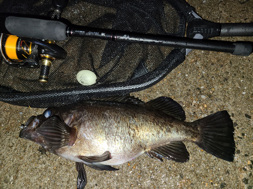 ライトゲームロッド宵姫爽「メバル＆アジング」激熱インプレッション