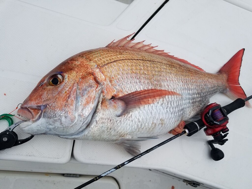 満足度の高いハイコスパリール「BASAL（バサル）」、お値段11,000円