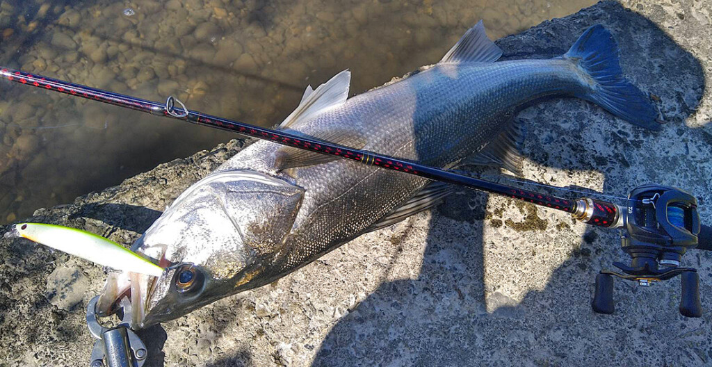 ベイトシーバス、やってみるならコレ！】ハイスタンダードなシーバス用