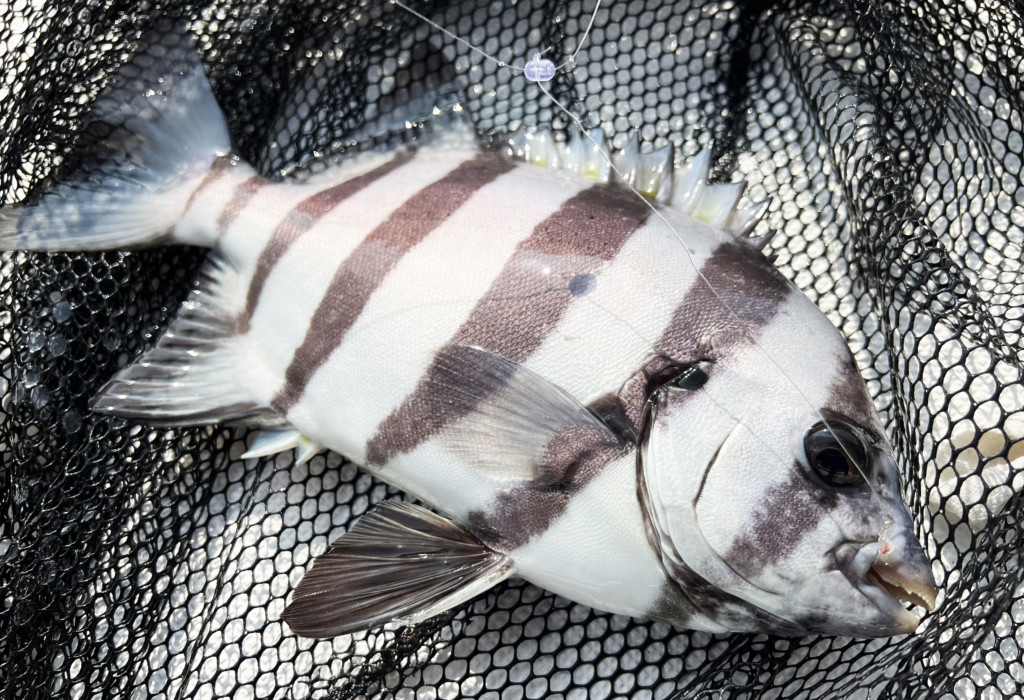ファン待望】淡路島のハス（イシダイ）釣り専用ロッドがアルファ