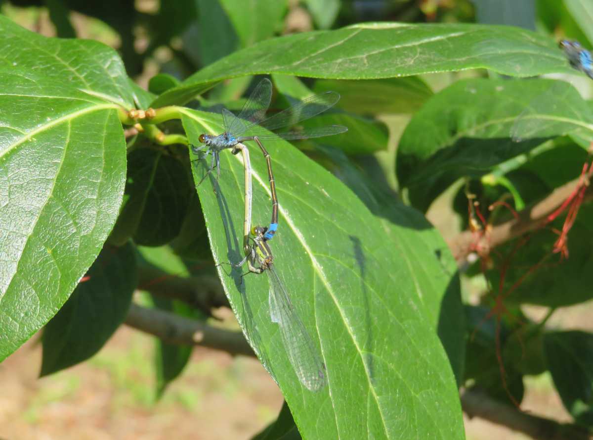 詳細検索：環境省