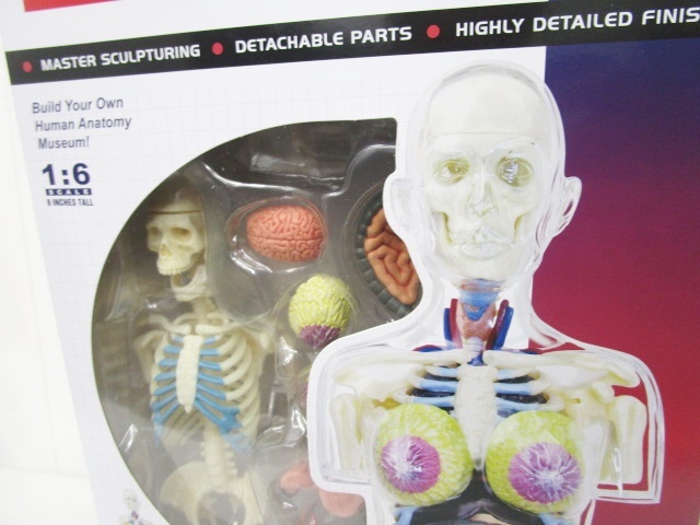 シュプリーム SUPREME 18AW Female Anatomy Model 人体模型 ヒューマン