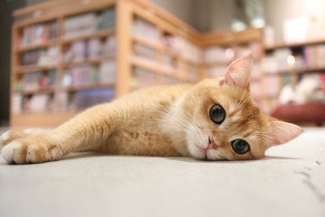 平日・18%割引】猫カフェモカ 神戸三宮店 入場チケット（ドリンクバー