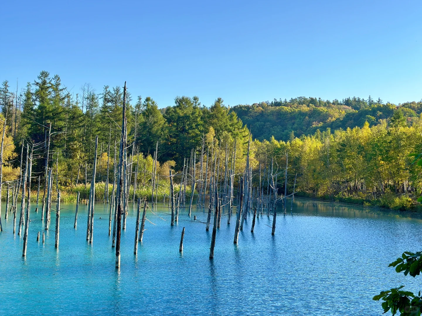 北海道富良野日帰りツアー｜四季彩の丘＆白金青い池＆森の妖精テラス