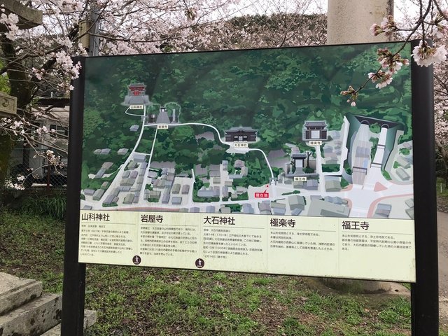 2023京都桜】枝垂桜『大石桜』は散り始め☆赤穂浪士・大石内蔵助ゆかり