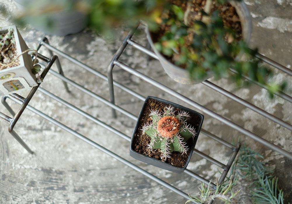 植物を引き立てるワイドタイプのプランタースタンド KNOP plant stands