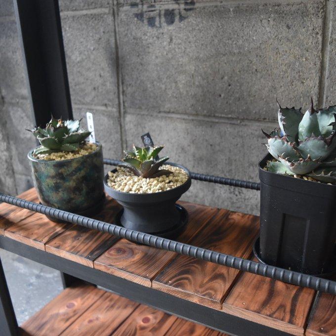 植物育成棚 ダクトレール付き 男前インテリア 棚 ラック 塊根植物 多肉