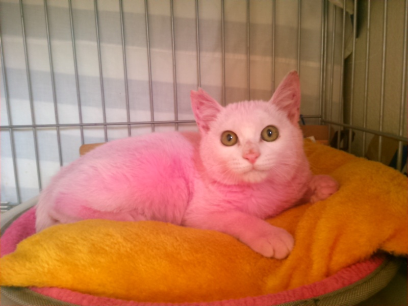 ピンク色のぴんくちゃん」東京都 - 猫の里親募集(66347) :: ペットの