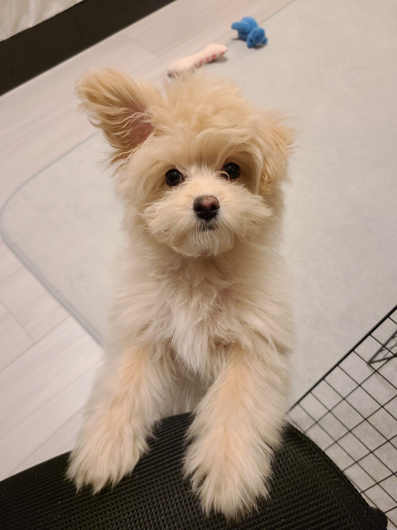 ポメプー6か月、元気な男の子」東京都 - 犬の里親募集(489611