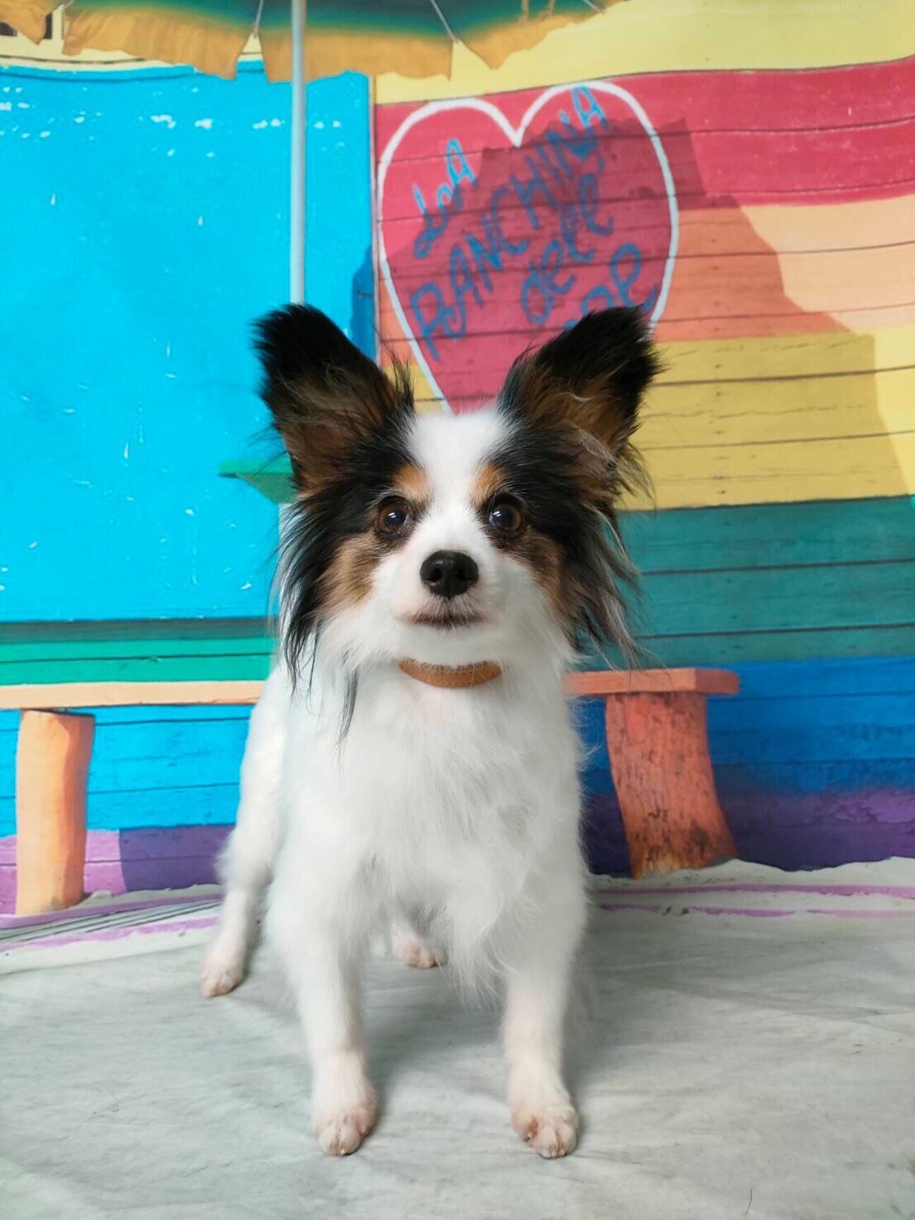 童顔のパピヨンちゃん6~7才」東京都 - 犬の里親募集(423948) :: ペット