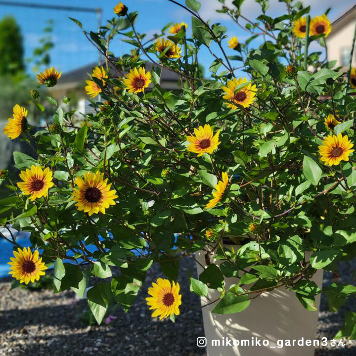 2024年、サンビリーバブル1000輪咲き達成しました！ - jardin-fresco