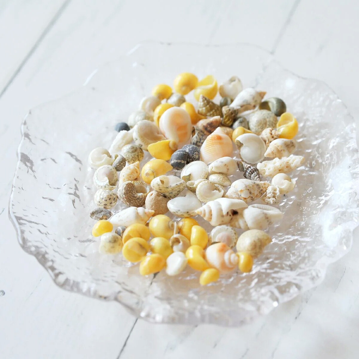 なつ様 リクエスト 10点 まとめ商品 貝殻 なつ様 リクエスト 10点