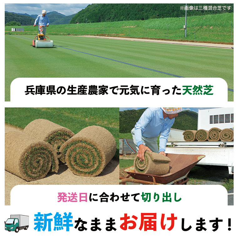 楽天市場】芝生 天然芝 高麗芝（コウライ芝） ロール巻芝 送料無料