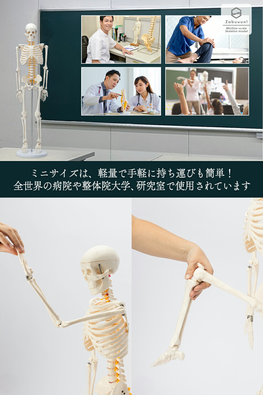 楽天市場】【国際規格認証品】 ミニサイズ 人体模型 骨格模型 85cm