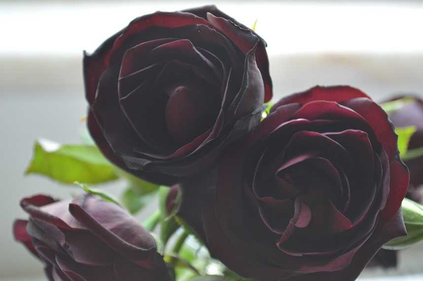 寄稿記事「世界でここだけ!ユーフラテス川のほとりに咲くトルコの黒