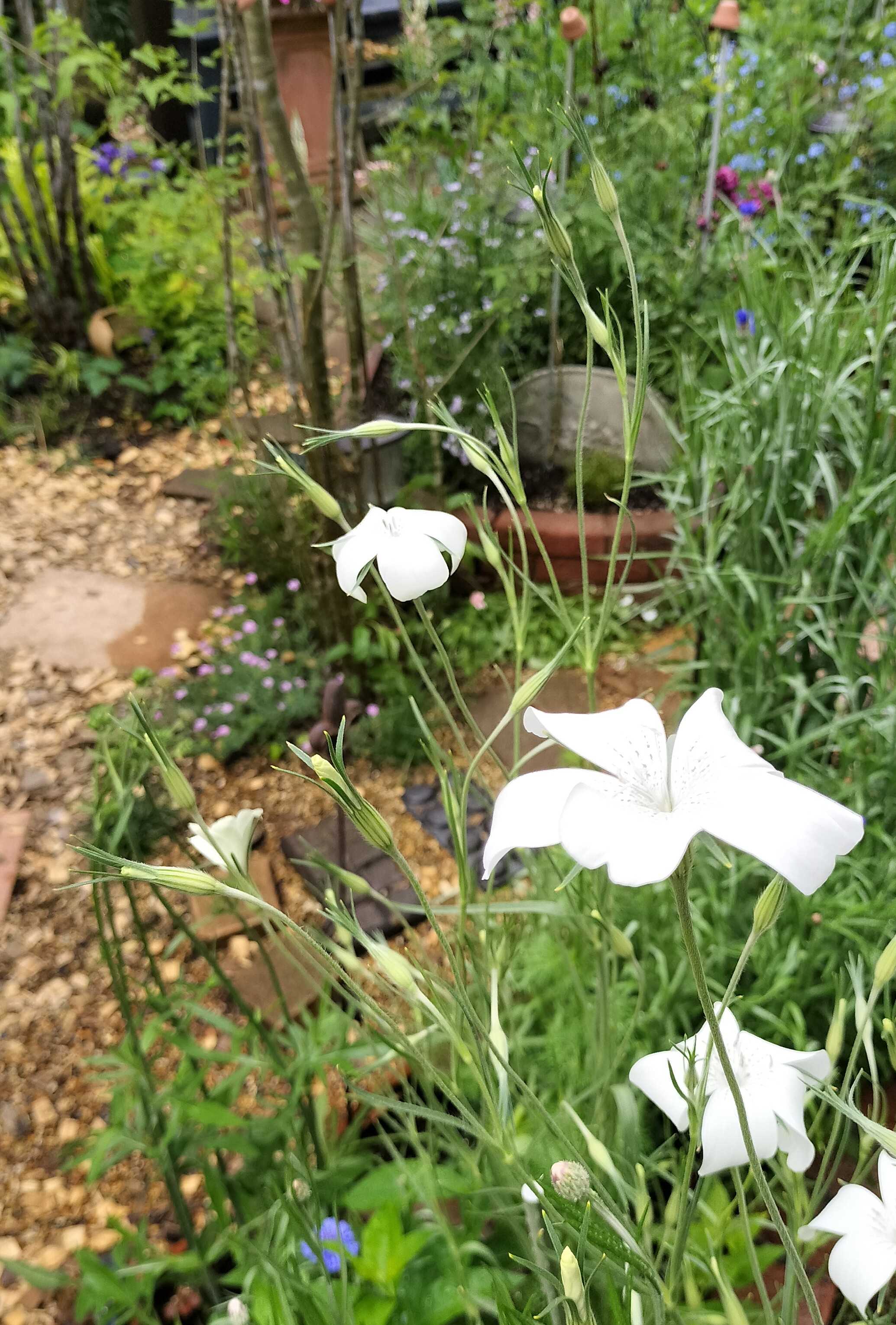 今の時期に咲く白い花 | たねをまく日々 - 楽天ブログ