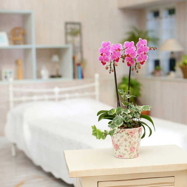 胡蝶蘭 2本立ち ピンク色 ミディ 花柄鉢 観葉寄せ | 通販の花屋