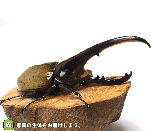 実物写真】大型！ヘラクレス・ヘラクレス グアドループ産 F1 オス148mm