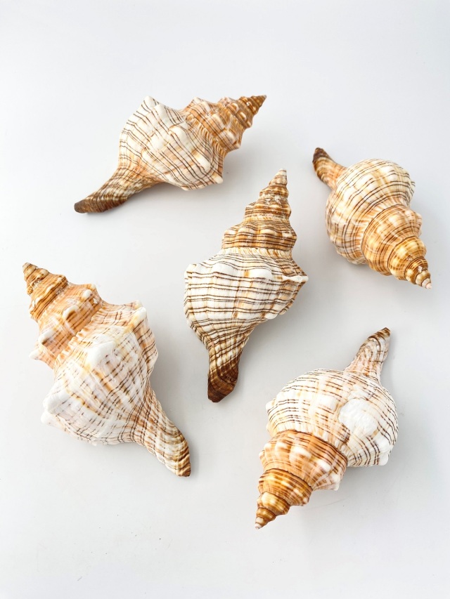 イトマキボラ【約14±1cm】 En: Facsciolaria Trapezium (size:14±1cm