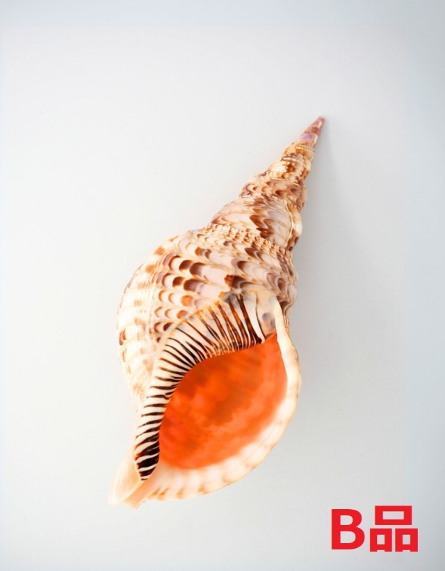 ホラガイ B品【27cm前後/1個】法螺貝 貝殻