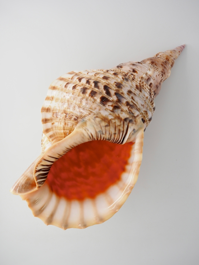 ホラガイ【37cm前後/1個】法螺貝 貝殻