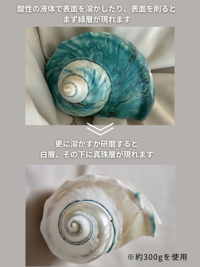 夜光貝【約500～599g/1個】EN:Green Turbo Snail (Size:500-599g, Unit