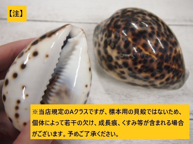 シプレアタイガー大(ホシダカラ)【8±0.5cm】En: Tiger Cowrie (size