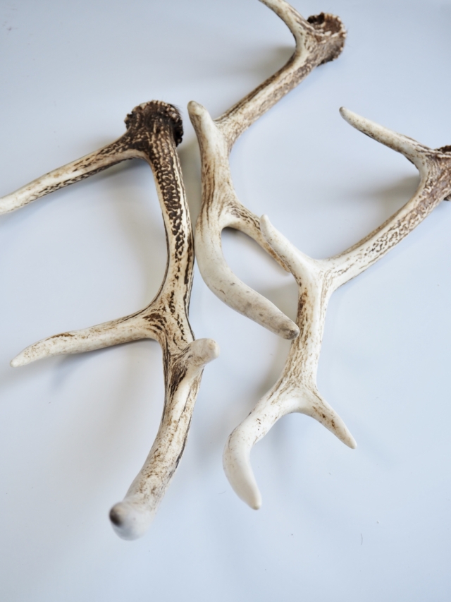 エゾジカの角【60cm以上-おまかせ発送-】鹿の角 En: - Not for