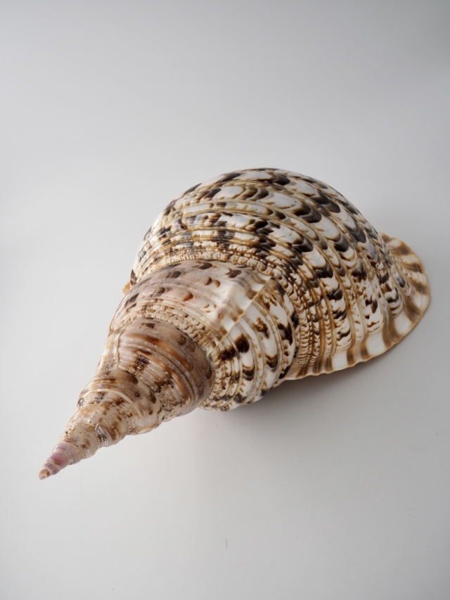 ホラガイ【37cm前後/1個】法螺貝 貝殻