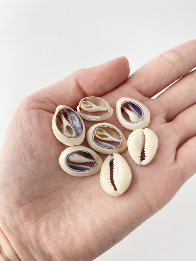 タカラガイカットNo.2(ハナビラダカラ)【約1.8～2.5cm/10個】[メール便