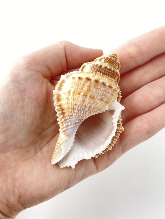 ヒメヤスリミヤコボラ【約6～8cm/5個入】 En:Bufonaria subgranosa