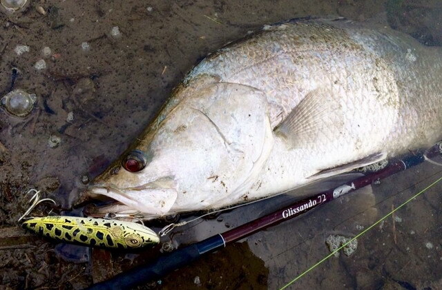 ツララ グリッサンド72 ('19) 【シーバスルアー専門店 キング