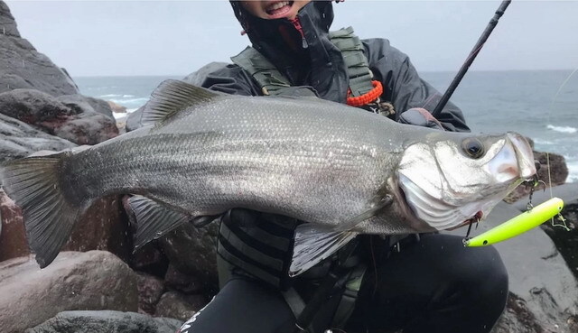 トランスセンデンス エンピナード91S+ Rev.2（TRANSCENDENCE