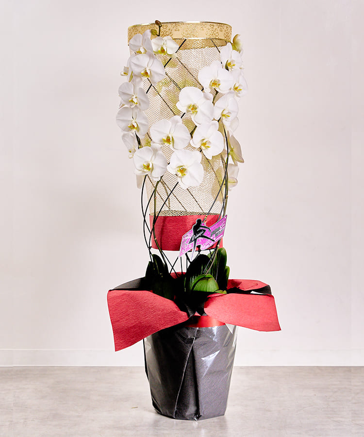 黒臼洋蘭園だけのオリジナル仕立て】 彩華のワルツ オリジナル｜お祝い