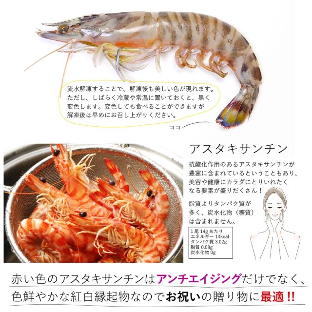 AMAKUSA産直市場便】急速凍結車海老＜送料無料！贈答用に最適＞