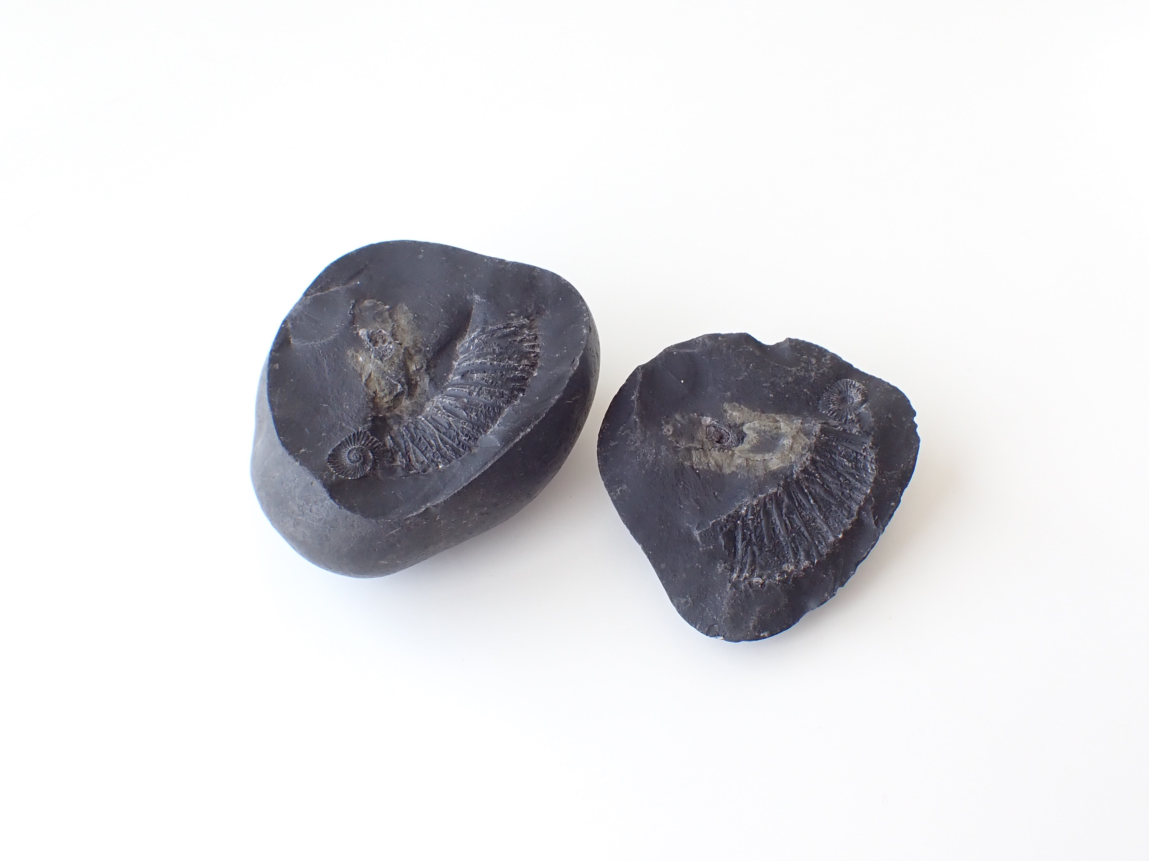 AL0034 【稀少】 ネパール産 アンモナイト 化石／Saligram（サリグラム