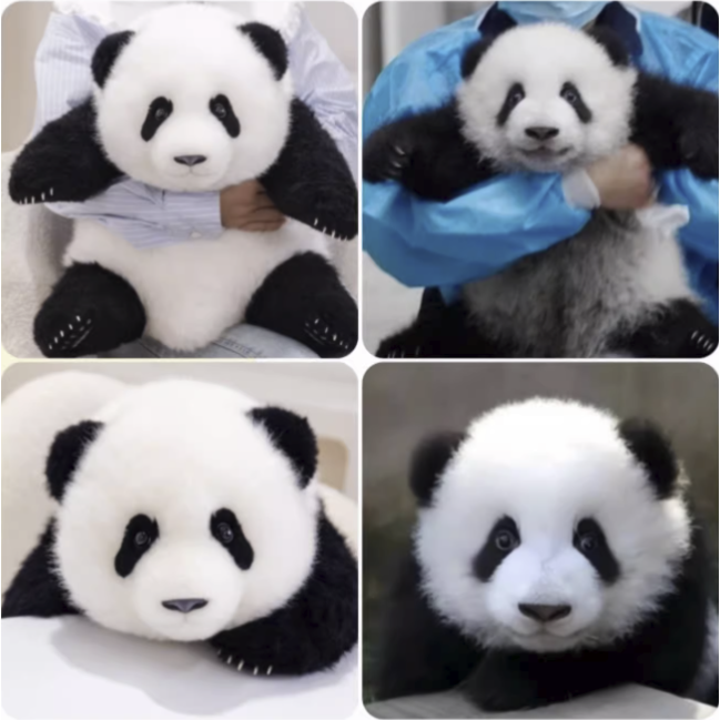熊猫工場（Panda Factory）】萌蘭（モンラン） 生後5か月 うつぶせ姿