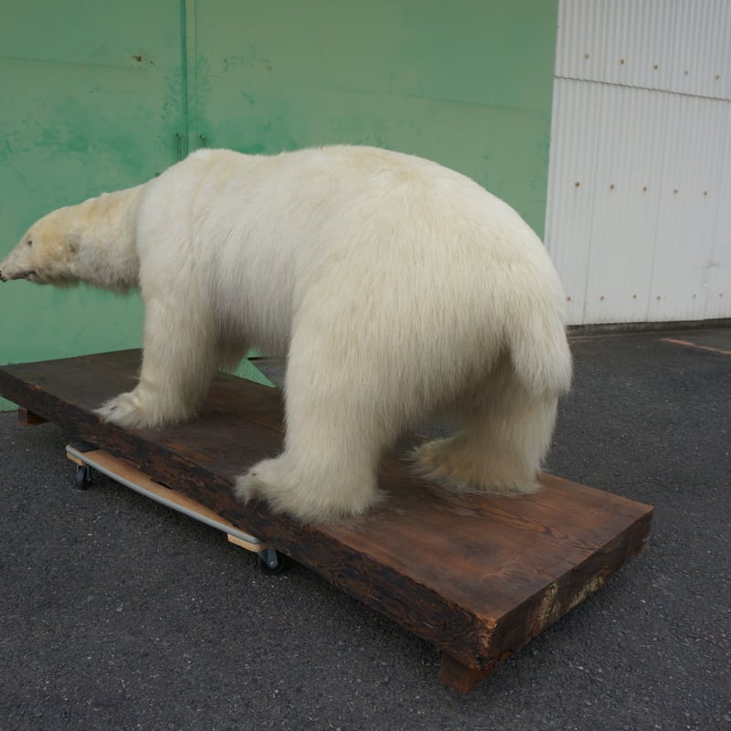 白熊剥製 | TokuHappyMondayWorks