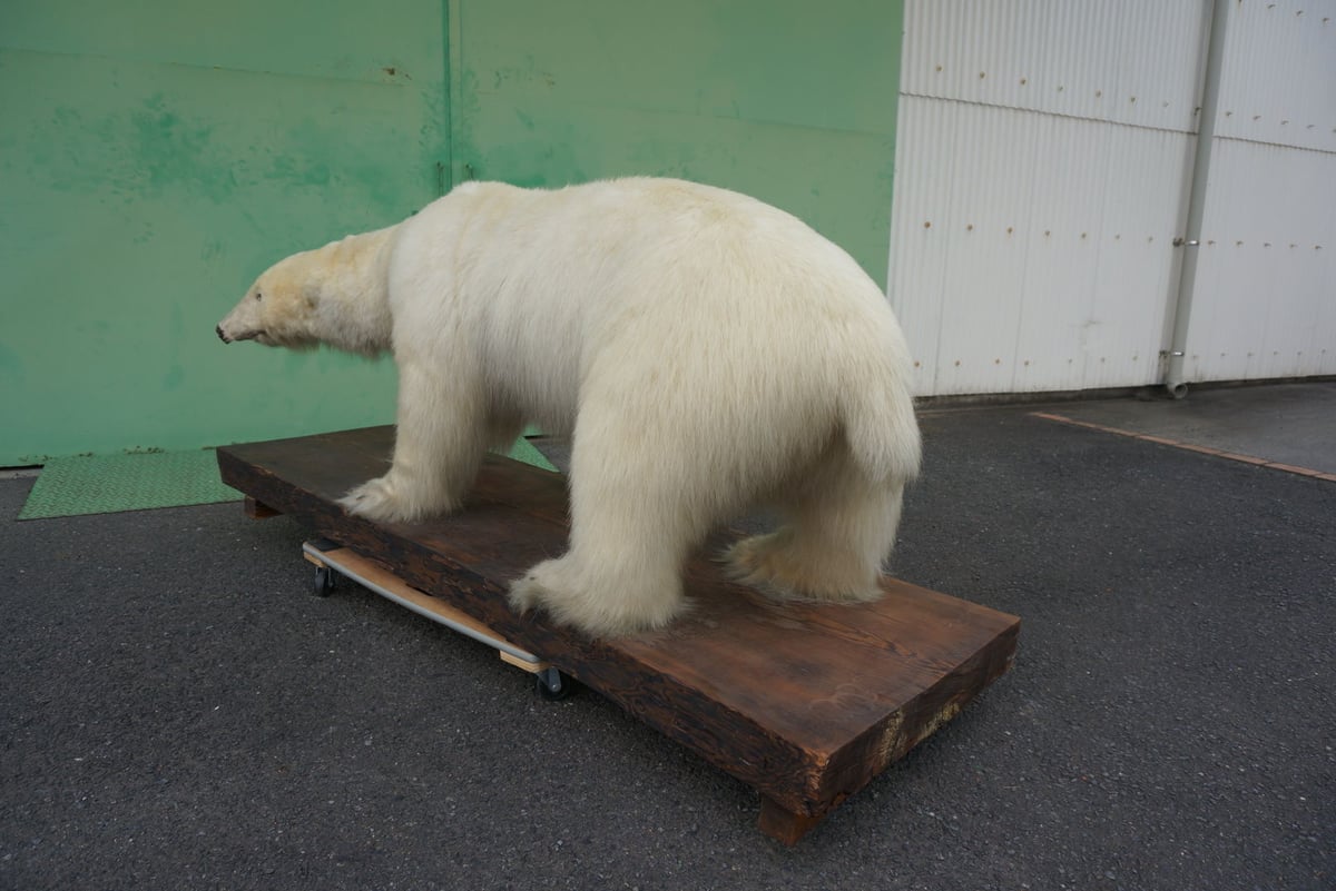 白熊剥製 | TokuHappyMondayWorks