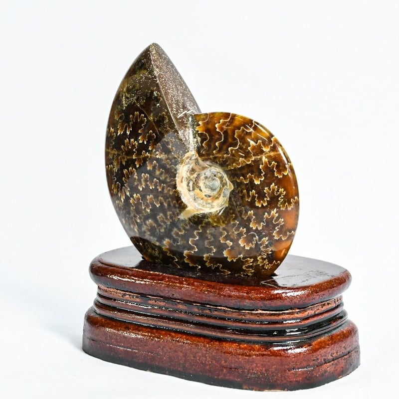 アンモナイトの化石208g(台付き) | 那須高原 石の愉楽