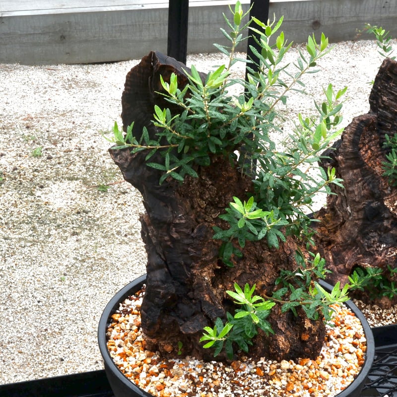 Old Olive 古木オリーブ［No.18］× 12号皿鉢 (φ36cm) | Botani